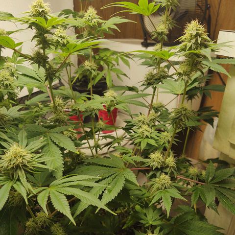 Motel #1 growlog photo: I never noticed it but she stretched allot more than the other, I wonder if it's from her pot being shorter. But she still stacked nicely man