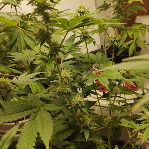 Motel #1 growlog photo: I never noticed it but she stretched allot more than the other, I wonder if it's from her pot being shorter. But she still stacked nicely man