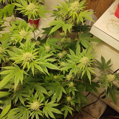 Motel #1 growlog photo: I never noticed it but she stretched allot more than the other, I wonder if it's from her pot being shorter. But she still stacked nicely man