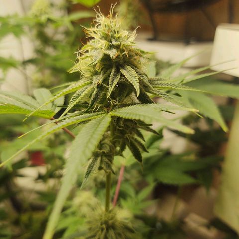 Motel #1 growlog timeline photo