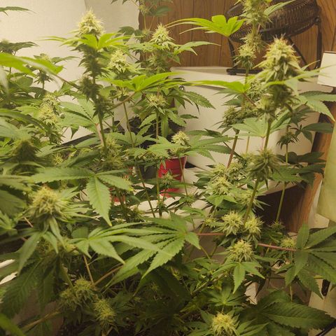 Motel #1 growlog timeline photo
