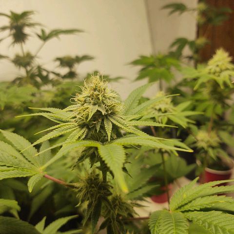 Motel #1 growlog timeline photo