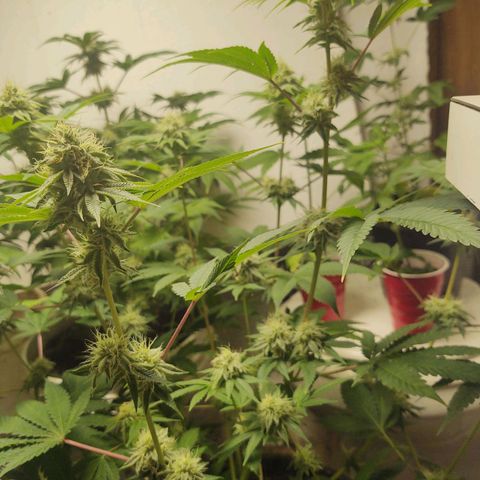 Motel #1 growlog timeline photo
