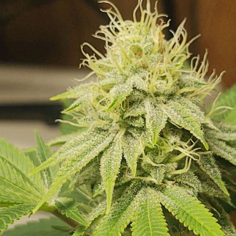 Motel #1 growlog timeline photo