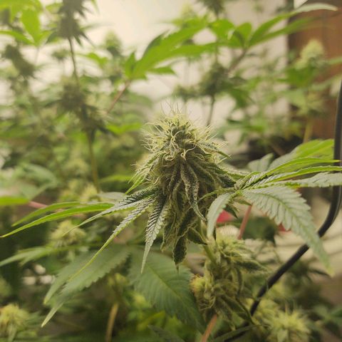 Motel #1 growlog timeline photo