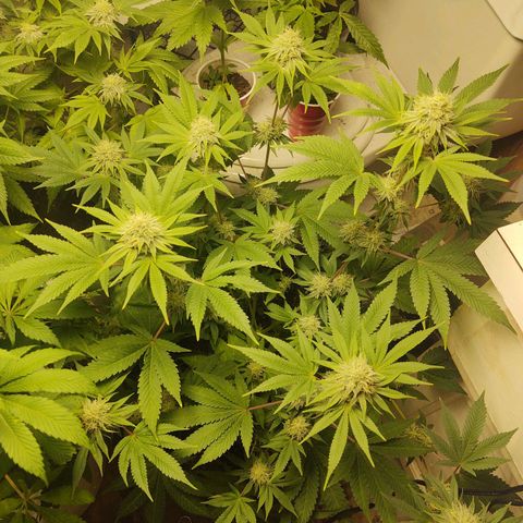 Motel #1 growlog timeline photo