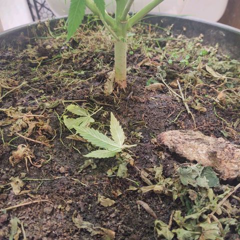 Motel #1 growlog timeline photo