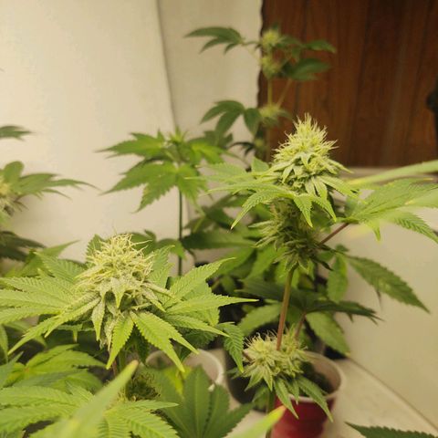 Motel #1 growlog timeline photo
