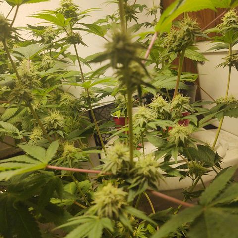 Motel #1 growlog timeline photo