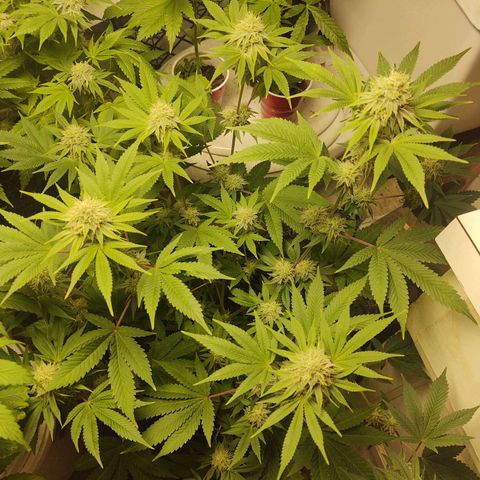 Motel #1 growlog timeline photo