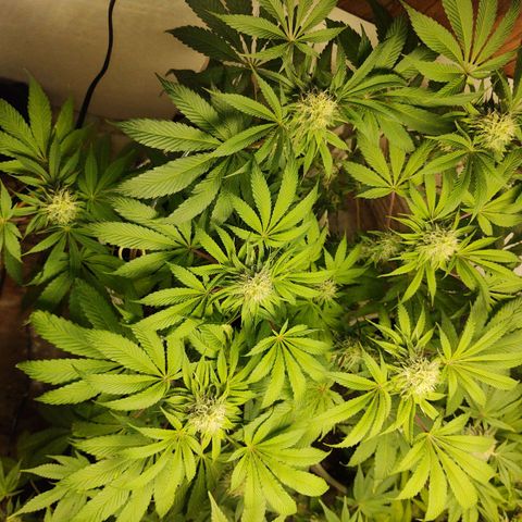  Big Bagseed growlog photo: They are looking good. I can't wait!!