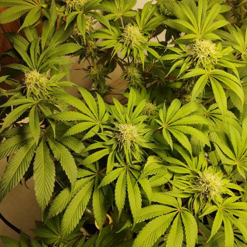  Big Bagseed growlog photo: They are looking good. I can't wait!!