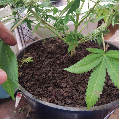 Motel #1 growlog photo: Holy shit!!! This one and the lady in back are phenomenally better genetics, in sorry to say that, bit it's true. The bud are way more frosty (covered in trichomes). They're that big, they are pretty dense I have to say I'm already thinking of how to save the genetics???