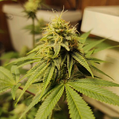 Motel #1 growlog photo: Holy shit!!! This one and the lady in back are phenomenally better genetics, in sorry to say that, bit it's true. The bud are way more frosty (covered in trichomes). They're that big, they are pretty dense I have to say I'm already thinking of how to save the genetics???