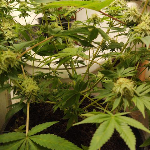 Motel #1 growlog photo: Holy shit!!! This one and the lady in back are phenomenally better genetics, in sorry to say that, bit it's true. The bud are way more frosty (covered in trichomes). They're that big, they are pretty dense I have to say I'm already thinking of how to save the genetics???
