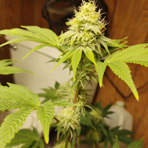 Motel #1 growlog photo: Holy shit!!! This one and the lady in back are phenomenally better genetics, in sorry to say that, bit it's true. The bud are way more frosty (covered in trichomes). They're that big, they are pretty dense I have to say I'm already thinking of how to save the genetics???