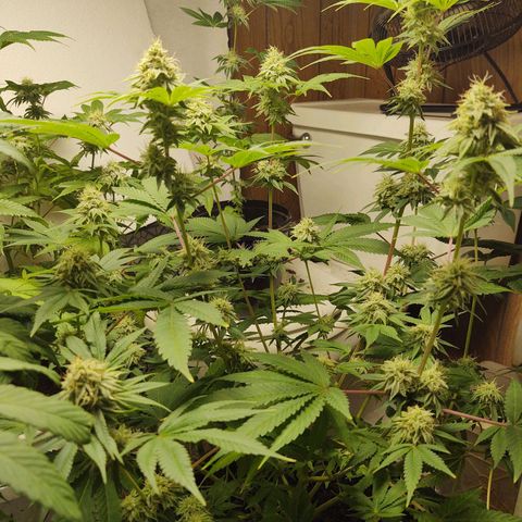 Motel #1 growlog photo: Holy shit!!! This one and the lady in back are phenomenally better genetics, in sorry to say that, bit it's true. The bud are way more frosty (covered in trichomes). They're that big, they are pretty dense I have to say I'm already thinking of how to save the genetics???