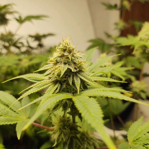 Motel #1 growlog photo: Holy shit!!! This one and the lady in back are phenomenally better genetics, in sorry to say that, bit it's true. The bud are way more frosty (covered in trichomes). They're that big, they are pretty dense I have to say I'm already thinking of how to save the genetics???