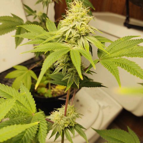 Motel #1 growlog photo: Holy shit!!! This one and the lady in back are phenomenally better genetics, in sorry to say that, bit it's true. The bud are way more frosty (covered in trichomes). They're that big, they are pretty dense I have to say I'm already thinking of how to save the genetics???
