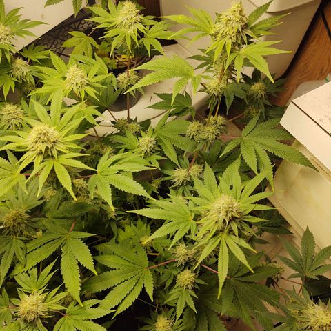Motel #1 growlog photo: Holy shit!!! This one and the lady in back are phenomenally better genetics, in sorry to say that, bit it's true. The bud are way more frosty (covered in trichomes). They're that big, they are pretty dense I have to say I'm already thinking of how to save the genetics???