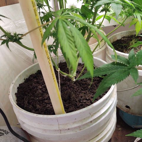  Big Bagseed growlog photo: They are looking good. I can't wait!!