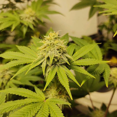 Motel #1 growlog photo: Holy shit!!! This one and the lady in back are phenomenally better genetics, in sorry to say that, bit it's true. The bud are way more frosty (covered in trichomes). They're that big, they are pretty dense I have to say I'm already thinking of how to save the genetics???