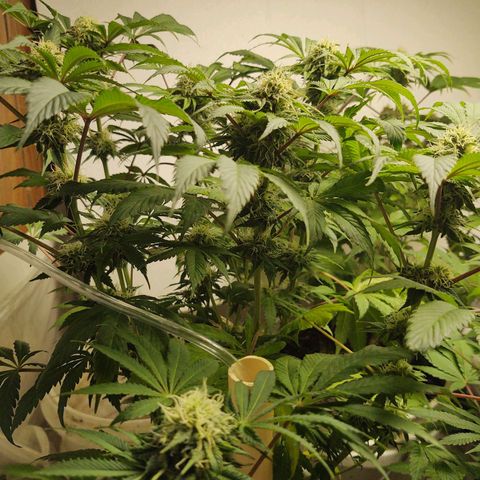  Big Bagseed growlog photo: They are looking good. I can't wait!!