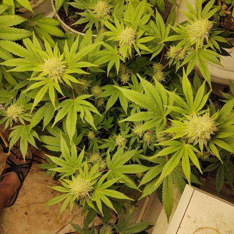 Motel #1 growlog photo: Holy shit!!! This one and the lady in back are phenomenally better genetics, in sorry to say that, bit it's true. The bud are way more frosty (covered in trichomes). They're that big, they are pretty dense I have to say I'm already thinking of how to save the genetics???