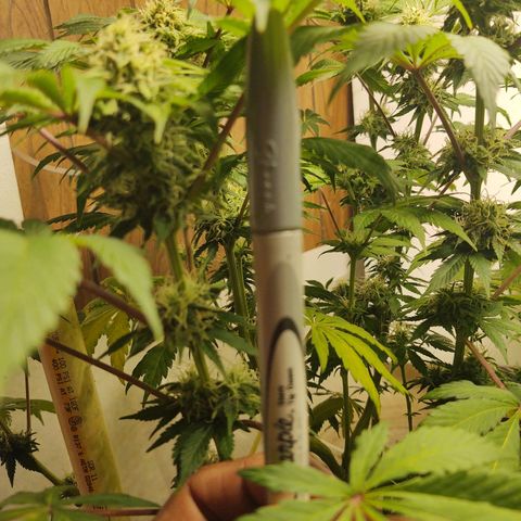  Big Bagseed growlog photo: I will take better photos later
