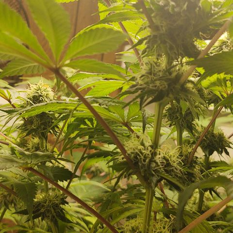 Big Bagseed growlog photo: I will take better photos later
