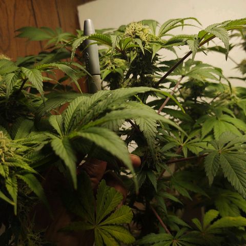  Big Bagseed growlog photo: I will take better photos later
