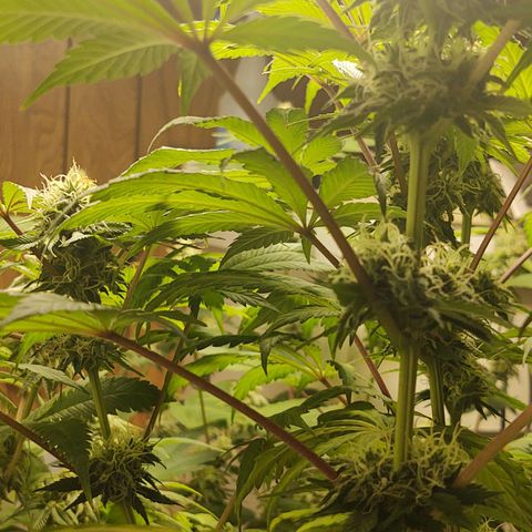  Big Bagseed growlog photo: I will take better photos later

