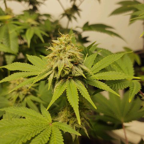 Motel #1 growlog photo: The male got ahold fof them. Probably a more than a few started making seeds can't do much now. But let them finish.
I'm pretty sure it's still going to be better than what I've been paying for lol