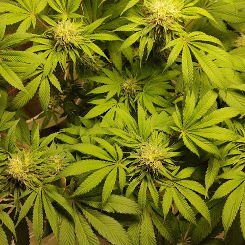  Big Bagseed growlog photo: Will the male got to her. Well some of her, she still looks great and the best in opinion just cause there's so much potential in her you could pheno hunt all day long. So there's going to be seeds that's fine let's just get there smoothly and finish this harvest. I can't believe they have been growing for damn near 💯 days that's awesome. I really can't wait to smoke this with my friends at work