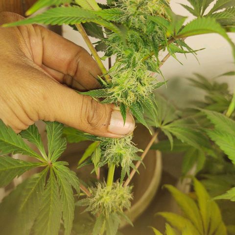  Big Bagseed growlog photo: Will the male got to her. Well some of her, she still looks great and the best in opinion just cause there's so much potential in her you could pheno hunt all day long. So there's going to be seeds that's fine let's just get there smoothly and finish this harvest. I can't believe they have been growing for damn near 💯 days that's awesome. I really can't wait to smoke this with my friends at work