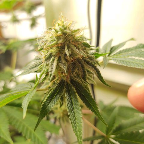 Motel #1 growlog photo: The male got ahold fof them. Probably a more than a few started making seeds can't do much now. But let them finish.
I'm pretty sure it's still going to be better than what I've been paying for lol