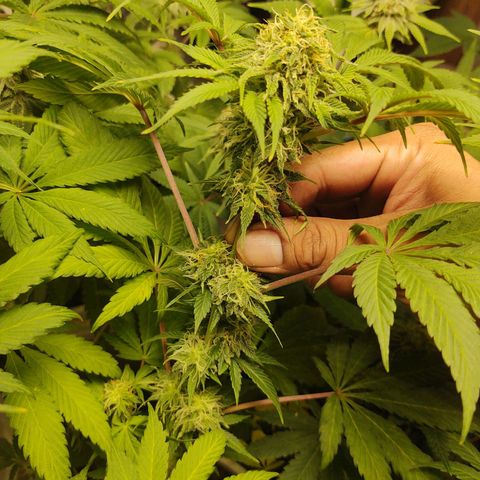 Big Bagseed growlog photo: Will the male got to her. Well some of her, she still looks great and the best in opinion just cause there's so much potential in her you could pheno hunt all day long. So there's going to be seeds that's fine let's just get there smoothly and finish this harvest. I can't believe they have been growing for damn near 💯 days that's awesome. I really can't wait to smoke this with my friends at work