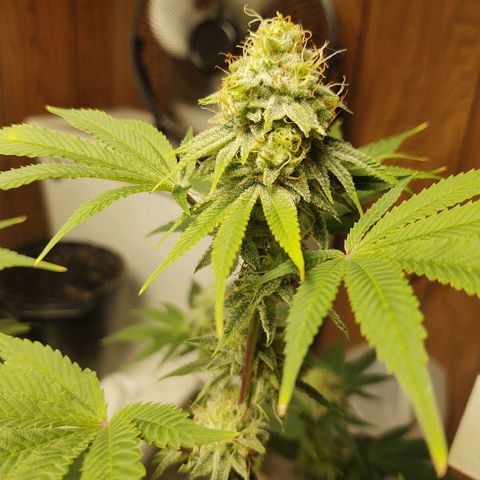 Motel #1 growlog photo: The male got ahold fof them. Probably a more than a few started making seeds can't do much now. But let them finish.
I'm pretty sure it's still going to be better than what I've been paying for lol
