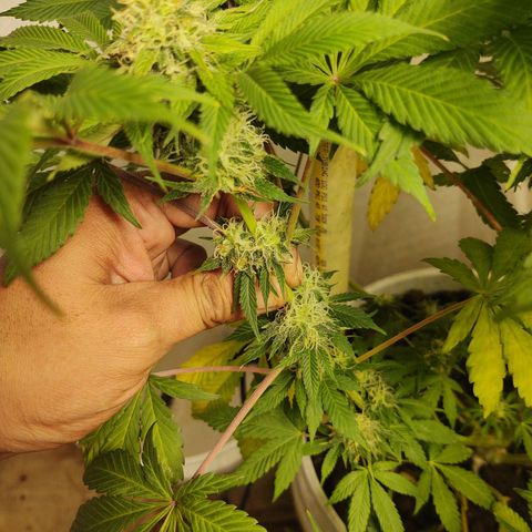  Big Bagseed growlog photo: Will the male got to her. Well some of her, she still looks great and the best in opinion just cause there's so much potential in her you could pheno hunt all day long. So there's going to be seeds that's fine let's just get there smoothly and finish this harvest. I can't believe they have been growing for damn near 💯 days that's awesome. I really can't wait to smoke this with my friends at work