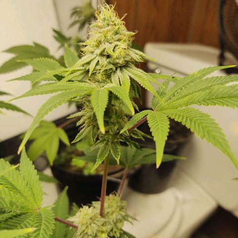 Motel #1 growlog photo: The male got ahold fof them. Probably a more than a few started making seeds can't do much now. But let them finish.
I'm pretty sure it's still going to be better than what I've been paying for lol