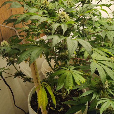  Big Bagseed growlog photo: Will the male got to her. Well some of her, she still looks great and the best in opinion just cause there's so much potential in her you could pheno hunt all day long. So there's going to be seeds that's fine let's just get there smoothly and finish this harvest. I can't believe they have been growing for damn near 💯 days that's awesome. I really can't wait to smoke this with my friends at work