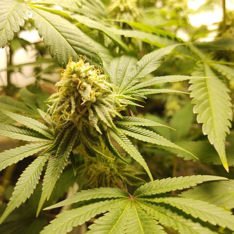 Motel #1 growlog photo: The male got ahold fof them. Probably a more than a few started making seeds can't do much now. But let them finish.
I'm pretty sure it's still going to be better than what I've been paying for lol