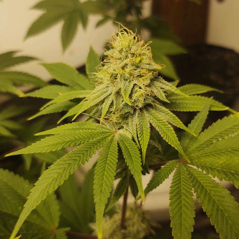 Motel #1 growlog photo: Pregnant