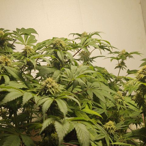  Big Bagseed growlog photo: Pregnant