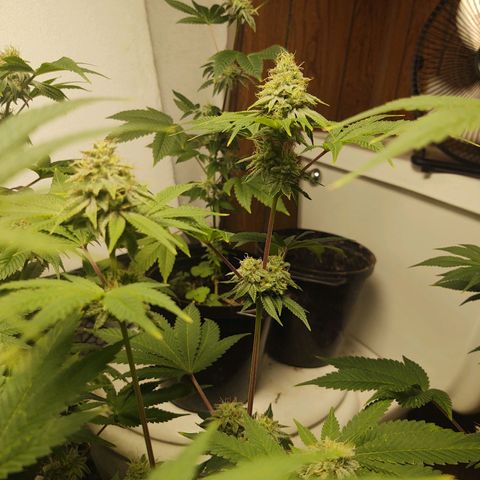  Big Bagseed growlog photo: Pregnant