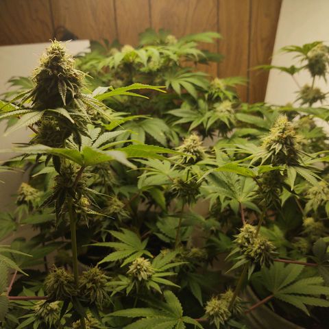 Motel #1 growlog photo: Pregnant