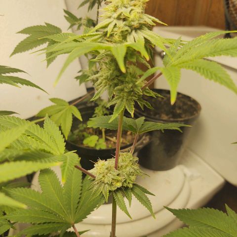Motel #1 growlog photo: Pregnant