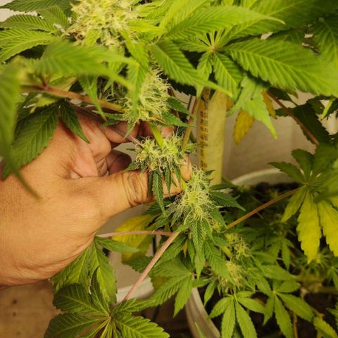  Big Bagseed growlog photo: Pregnant