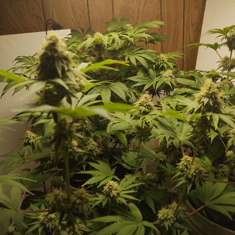 Motel #1 growlog photo: Pregnant