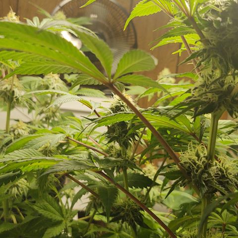  Big Bagseed growlog photo: Pregnant